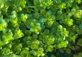 Rotala Green