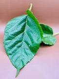 Fresh Mulberry leaves For Shrimp/Snails