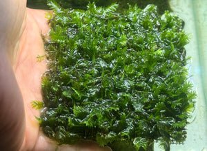 8x8cm Rare Fissidens sp. "Nobilis"