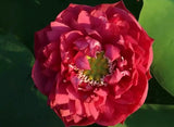 Assorted Bowl Lotus Tubers