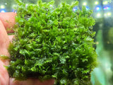 8x8cm Rare Fissidens sp. "Nobilis"