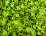 Hydrocotyle Tripartita Japan 'Mini'