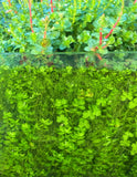 Rotala Green