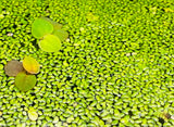 Duckweed