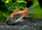 CORYDORAS VENEZUELA ORANGE 