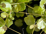 Cardamine Lyrata