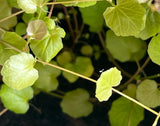 Cardamine Lyrata