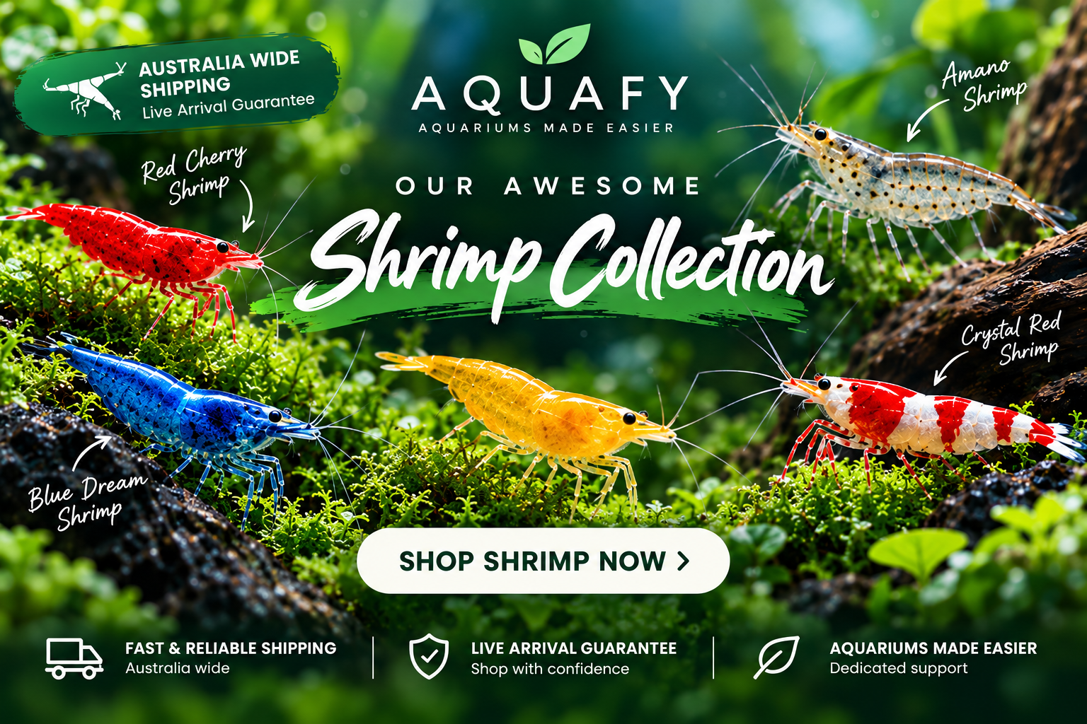 Aquafy Aquatic Shop