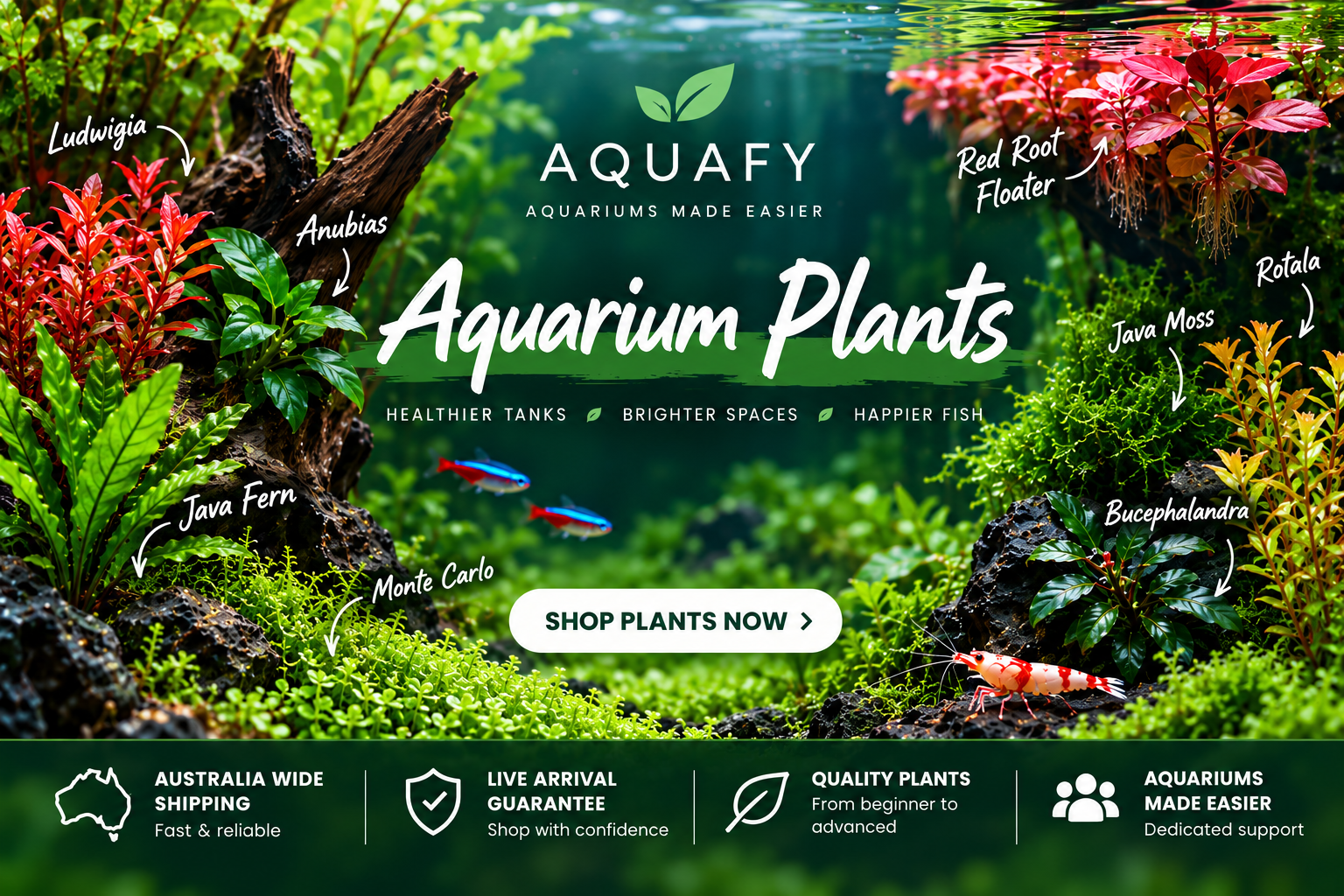 Aquafy Aquatic Shop