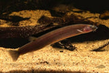 KUHLI LOACH - BLACK 6CM