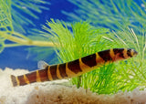 Kuhli Loach