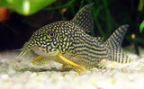 CORYDORAS STERBAI 4CM - LOCALLY BRED