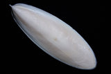 Cuttlefish Bone Australian