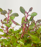 Lobelia Cardinalis Mini