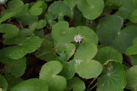 Hydrocotyle Leucocephala Giant Cardamine