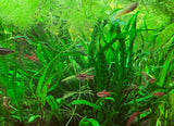 Narrow Leaf Java Fern