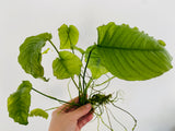 Giant Anubias