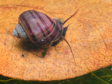 Purple Mystery Snails