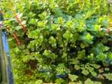 Rotala Green