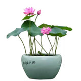 Assorted Bowl Lotus Tubers