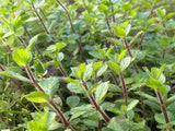 Hygrophila Difformis 'Water Wisteria'