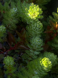 Myriophyllum "Parrots Feather"
