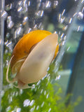 Large Golden Mystery Snail