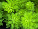 Myriophyllum 
