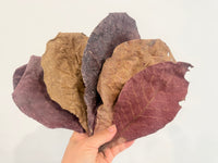 Indian Almond Leaves