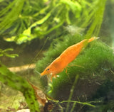 Sunkist Shrimp