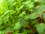 Hydrocotyle Tripartita Japan 'Mini' - photo 7