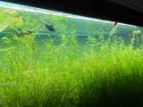 Guppy Grass "Najas guadalupensis"