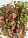 Ludwigia Super Red