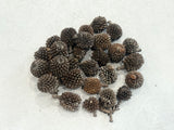 Alder Cones for Shrimp
