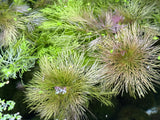 Ambulia