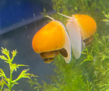 Large Golden Mystery Snail