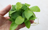 Anubias Nana Golden