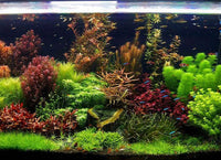 4x Submerged Plant Pack