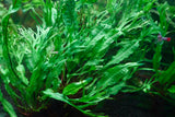 Windelov Java Fern Tissue Culture