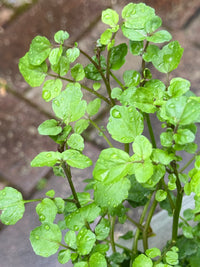 Watercress