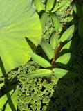 Floating Bamboo "Hygroryza Aristata"