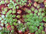 Ludwigia Sedoides