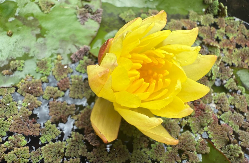 yellow flower water lily Yellow Water Lilies