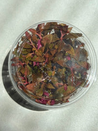 Alteranthera Reinecki Mini Tissue Culture