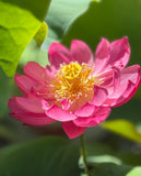 Bowl Lotus Seedlings