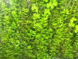Rotala Green