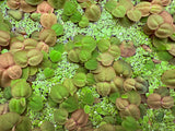 Floating Plant Mix