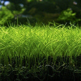 Dwarf Hairgrass