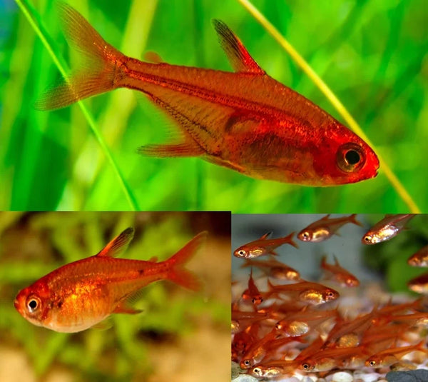 Buy Ember Tetra | Bright & Peaceful Aquarium Fish for Sale