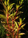 Ludwigia Glandulosa